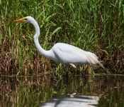 2016 06 11 WildLife MPLS 151